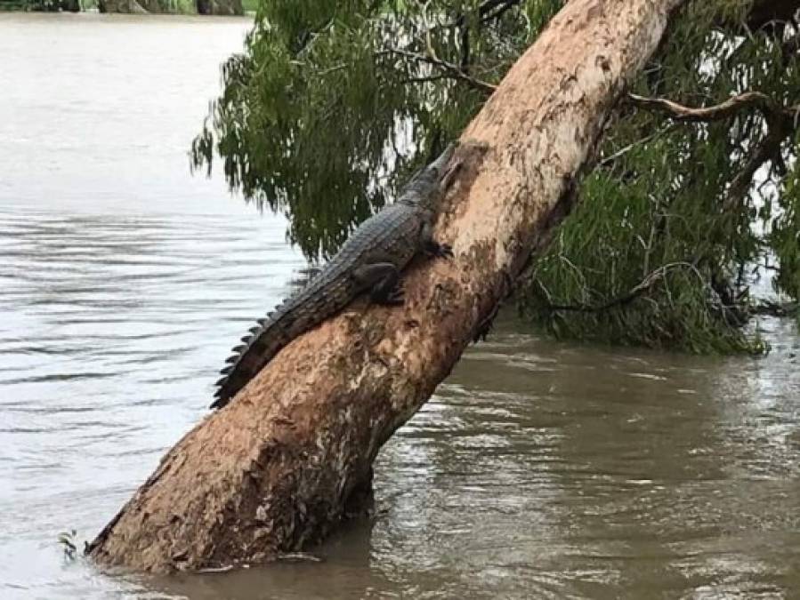 Autoridades informaron del avistamiento de cocodrilos por las calles de la ciudad. Esta imagen fue subida por un usuario en Twitter que muestra a un caimán sobre un árbol.