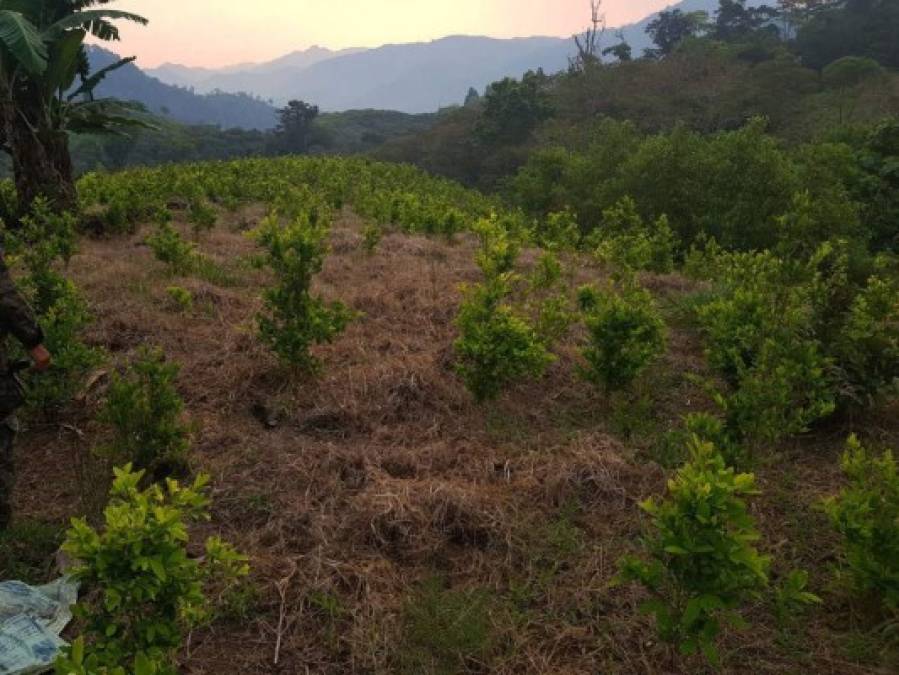De acuerdo con las investigaciones, carteles colombianos 'están probando con los cultivos para ver si se dan las condiciones de cultivar la coca en Honduras para ahorrarse el flete' desde Sudamérica.