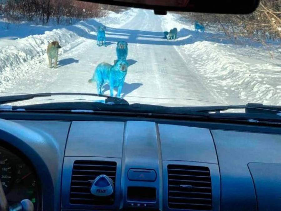 En las útlimas semanas aparecieron varios perros de distintas razas pintados en su pelaje de color azul. El misterio mantiene a Nizhny Novgorod y a los científicos atentos al motivo.