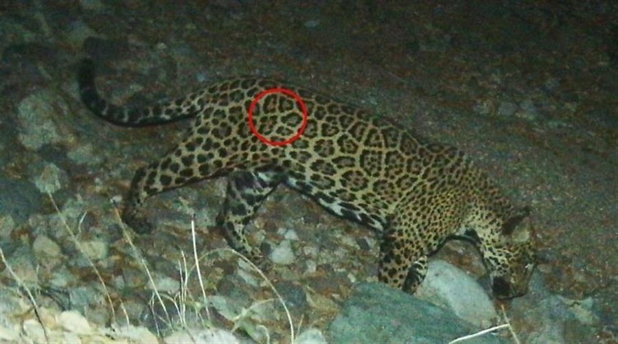 “El Jefe”, un jaguar de la frontera de EEUU-México y símbolo contra el muro