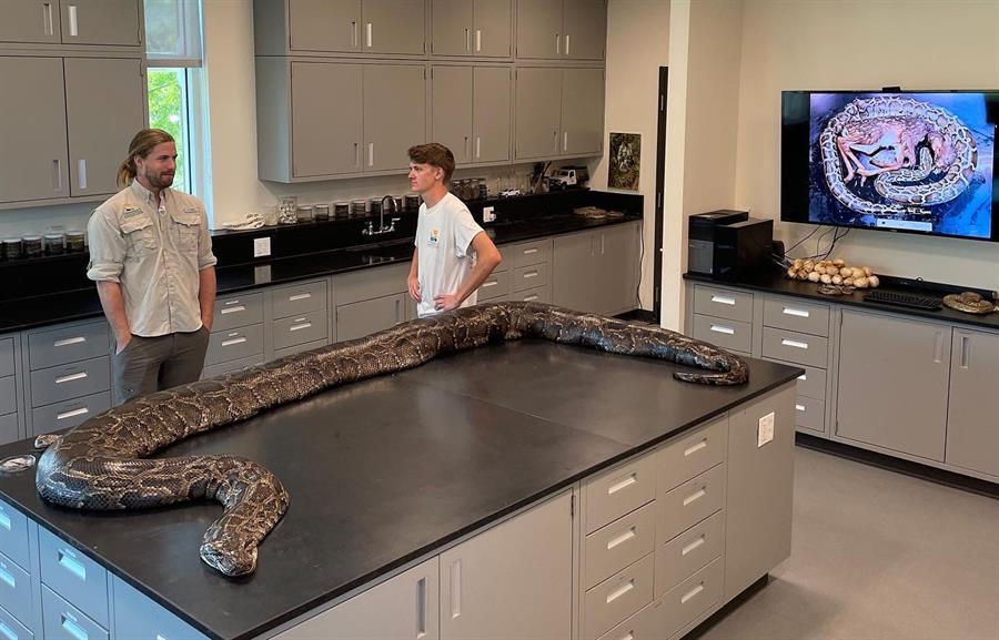 Capturan una pitón de 18 pies, la más grande hallada hasta ahora en Florida