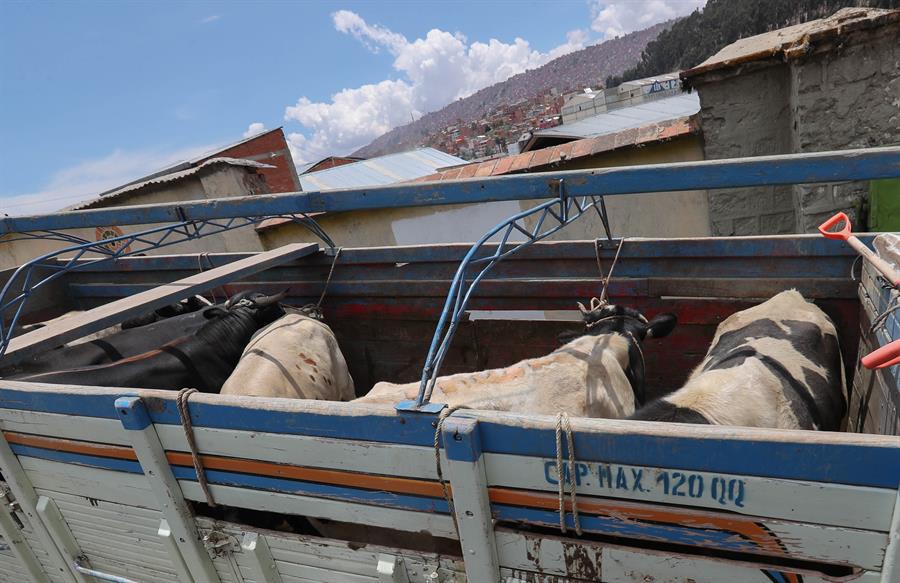 Hombre muere tras brutal embestida de toro en corrida