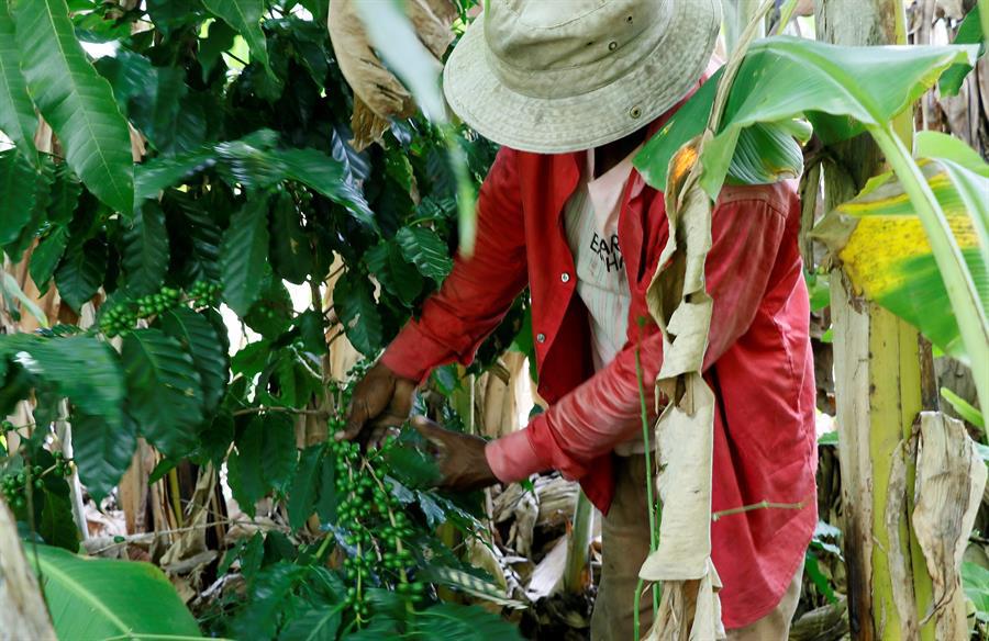 Los ingresos por exportación de café hondureño suben un 35 % en la cosecha 2021-2022