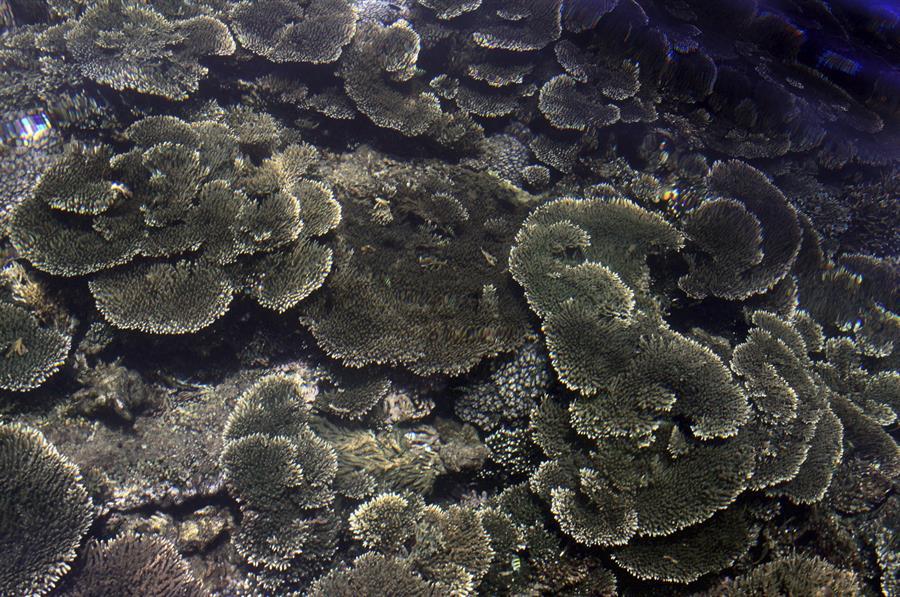 Científicos hallan en corales blandos un compuesto para tratar el cáncer
