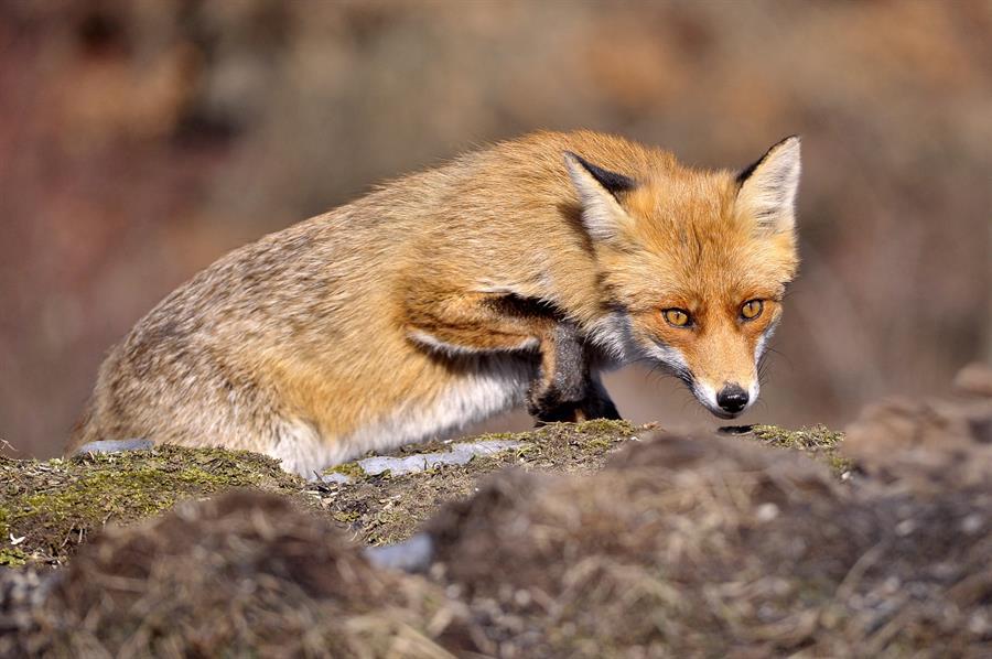 Un zorro muerde a un legislador en los alrededores del Capitolio de EEUU