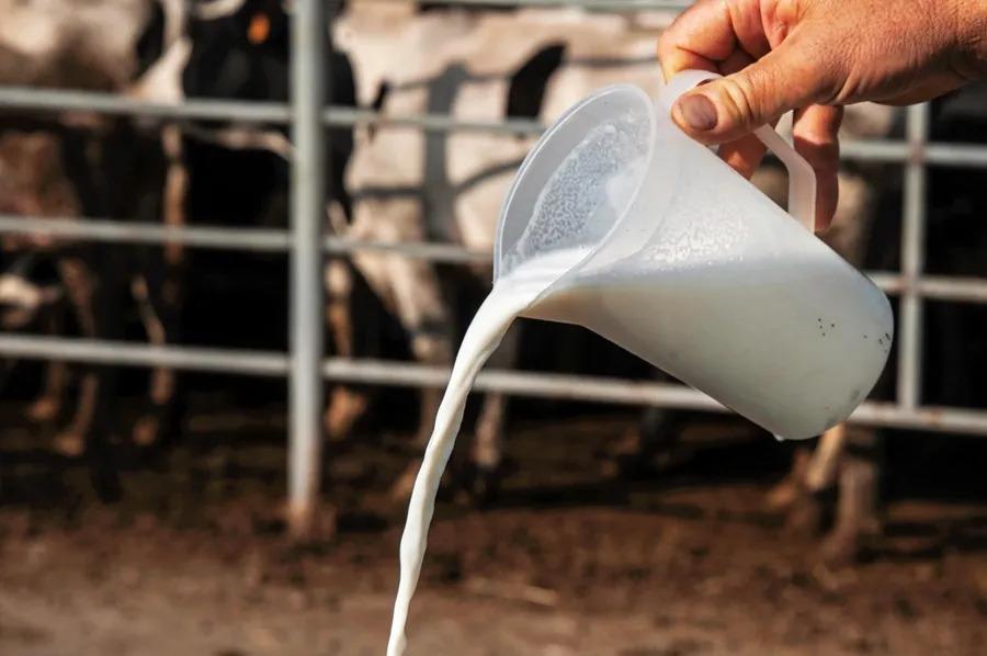 EEUU ordena analizar muestras de leche en todo el país para detectar focos de gripe aviar