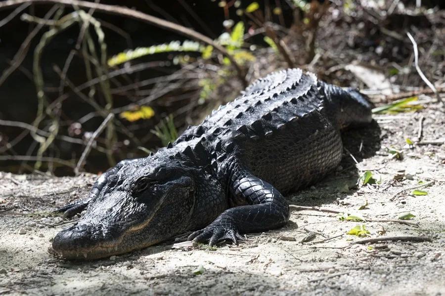 Turista es arrestado en Florida y enviado a Alligator Alcatraz
