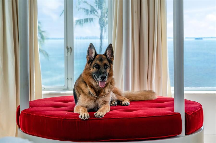 El perro más rico del mundo vende casa en Miami por casi 32,000.000 dólares