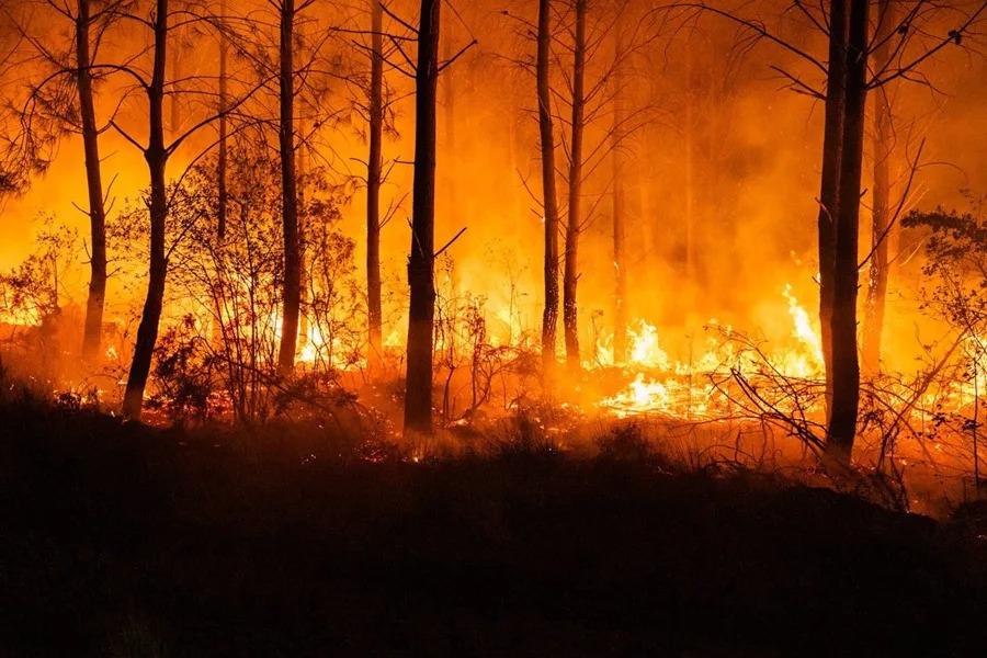 Incendios y caos en Francia: la razón detrás de las protestas que sacuden Lyon