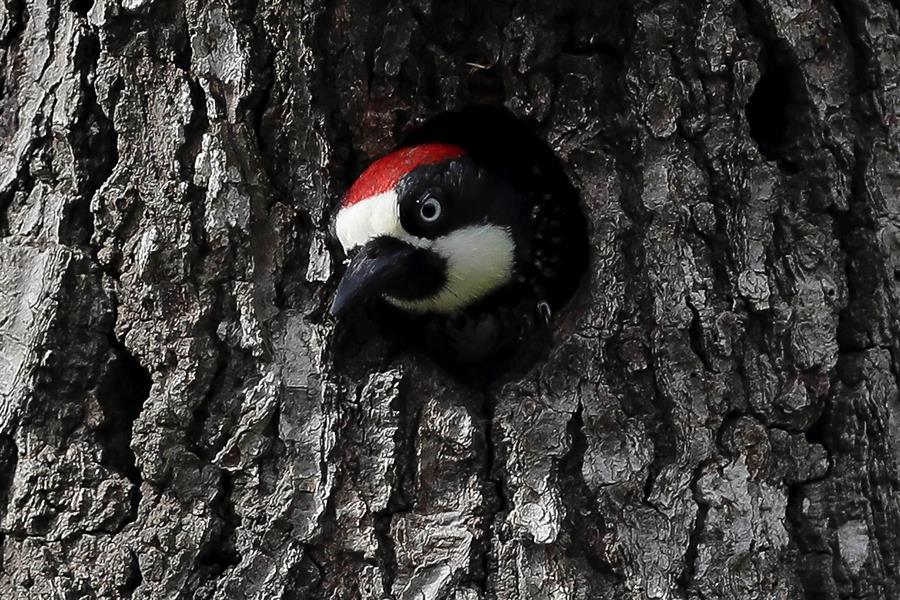 Declaran extinguidas 23 especies animales