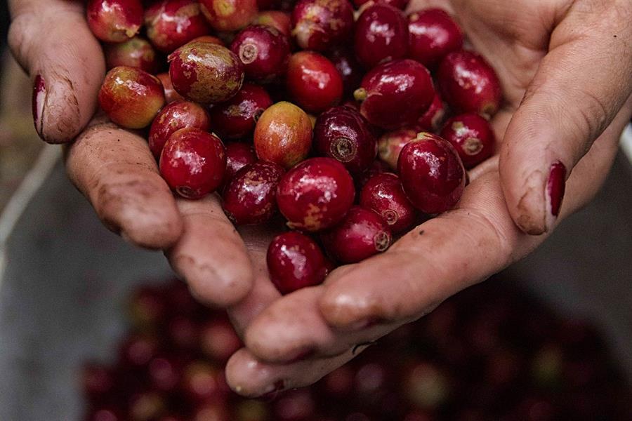 Ingresos por exportación de café hondureño suben 409 % en cosecha 2021-2022