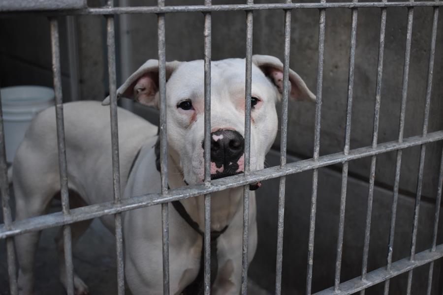 Miles de mascotas desbordan los refugios de animales por los incendios en Los Ángeles