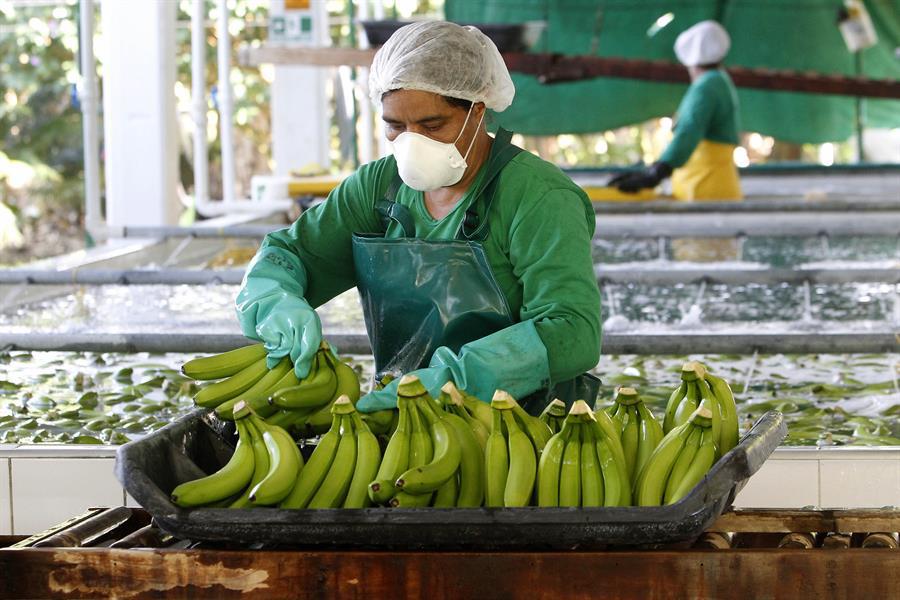 Honduras asistirá al foro virtual de ministros latinoamericanos sobre el banano de Ecuador