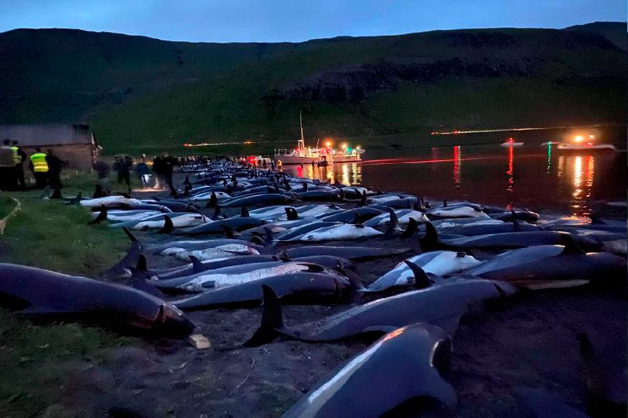 Indignación mundial por brutal matanza de más de 1,400 delfines en Islas Feroe