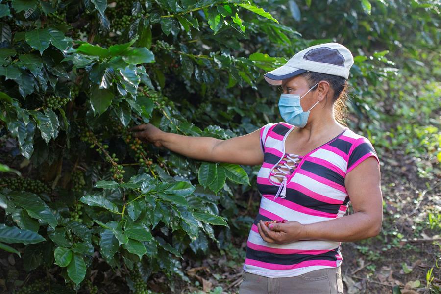 Honduras inicia la validación del plan para una política de género de café