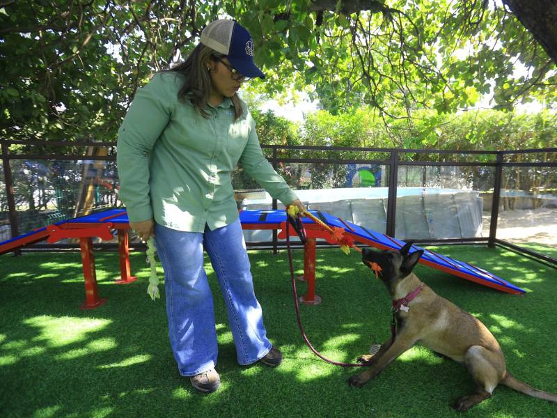 <b>LUGAR SEGURO.</b> Esta es una excelente solución para quienes desean garantizar que sus mascotas estén bien cuidadas y felices durante su ausencia.