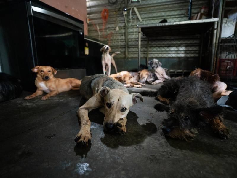 Refugio Amor y Abrigo.