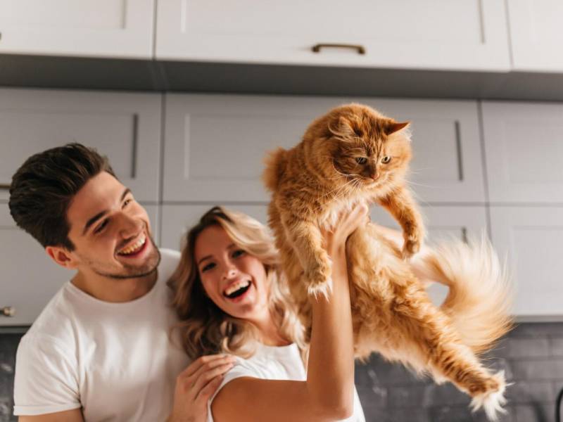 Los gatitos que han sido callejeros y luego son adoptados suelen ser más uraños con sus amos.