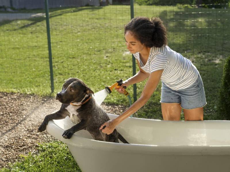 Bañar a tu perro debe ser una actividad divertida, procura hacerlo al aire libre, en el día y con agua a temperatura ambiente.