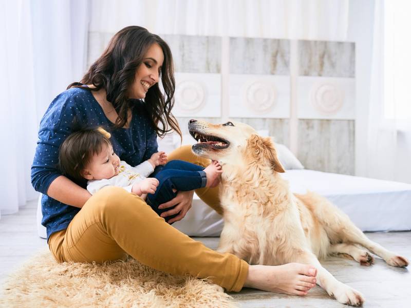 Cuando en la casa hay una mujer embarazada y la mascota tiene mucho apego, es necesario hacer un acercamiento con el nuevo bebé desde antes de nacer. Es decir, permitir el contacto con la pancita. Es importante introducir gradualmente a la mascota al nuevo miembro de la familia, mantener una buena higiene para evitar percances y mantener la esencia familiar.