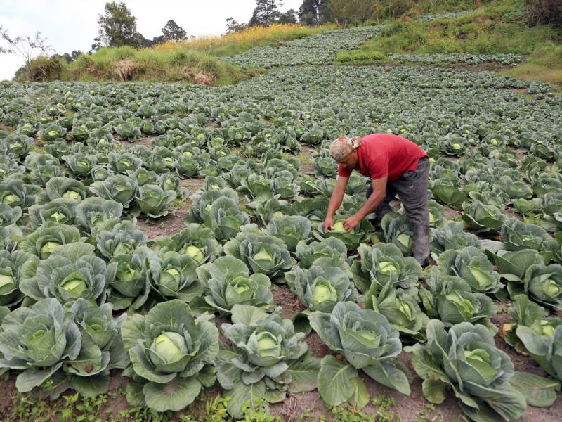 La producción no logra abastecer la demanda nacional.