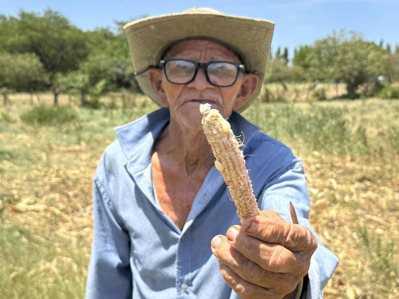 Gertrudis Paz muestra lo que queda de un cultivo de mazorcas afectado por la sequía este jueves, en Marcovia (Honduras).