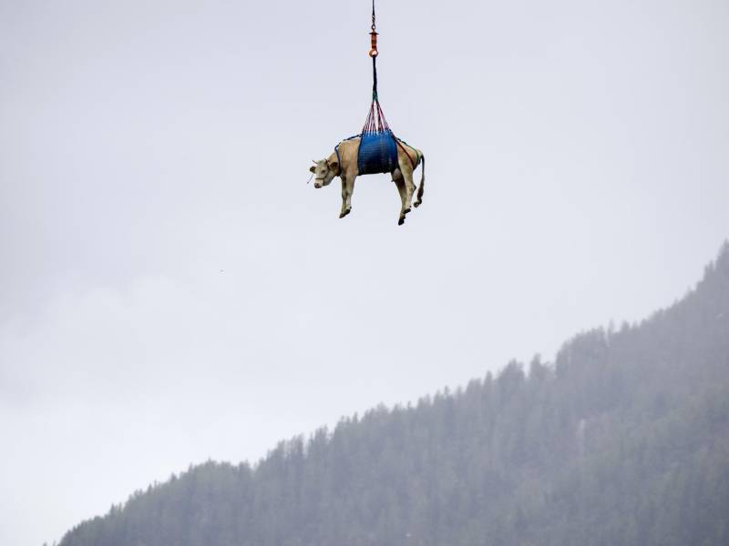 Una vaca es transportada en helicóptero desde la zona del deslizamiento de tierra cerca del Bietschhorn, en el valle de Loetschental, hasta una granja este martes, en Ferden (Suiza).