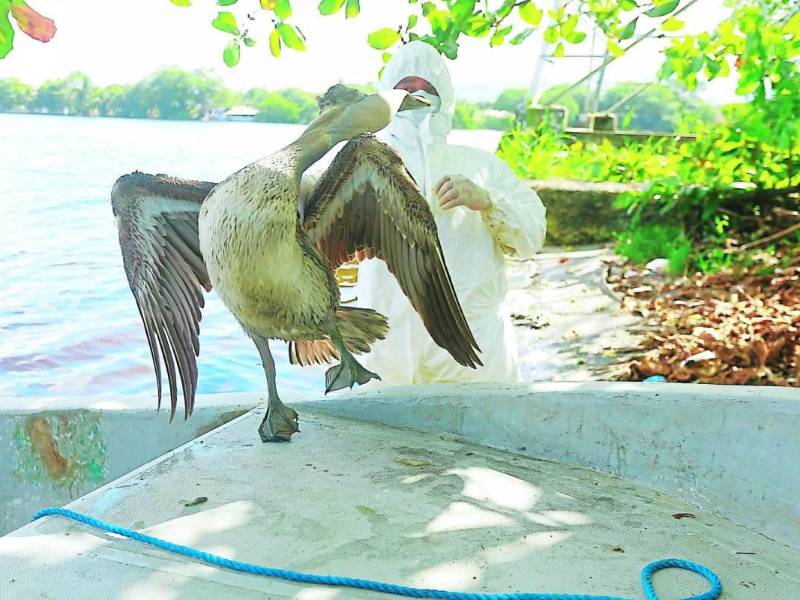 En Puerto Cortés comenzaron a morir varios pelícanos.
