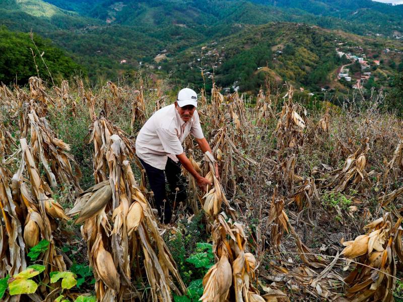 <b><span class=mln_uppercase_mln>Producción.</span></b> El sector agroalimentario es el más afectado por la disminución de las lluvias.