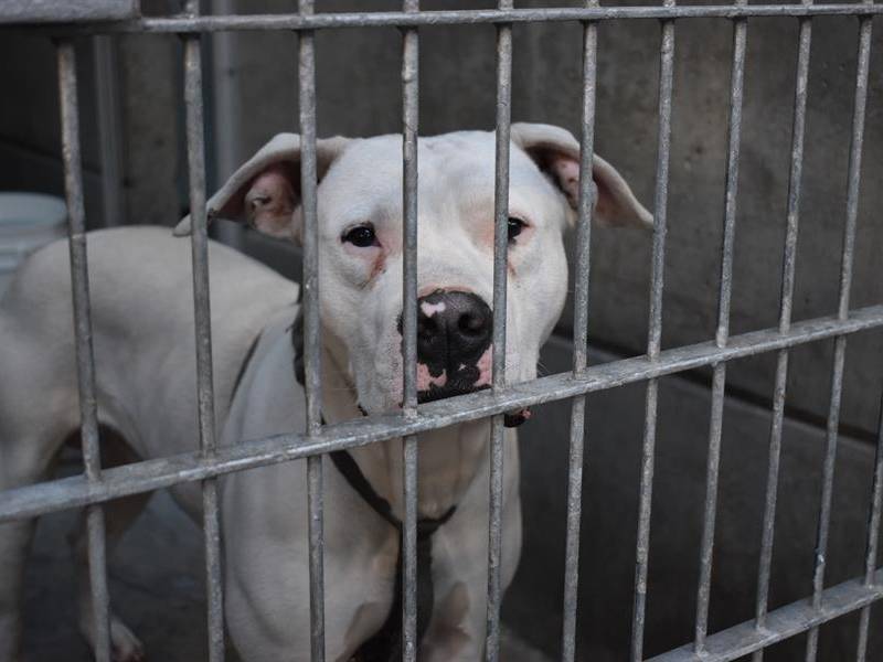 Un perro en el albergue de Pasadena Humane Society, en Los Ángeles (Estados Unidos).