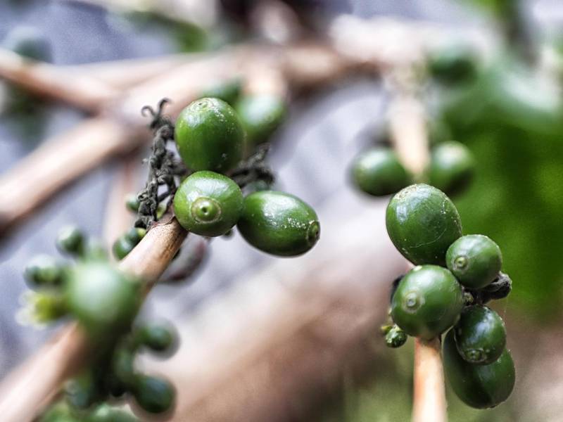 Entre octubre de 2022 y enero, los ingresos por las exportaciones de café sumaron 217,83 millones de dólares.