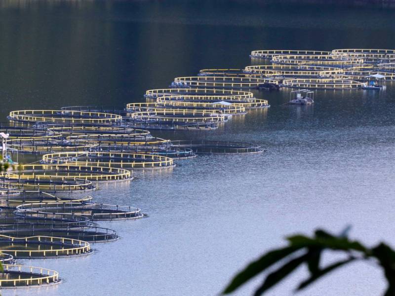<b><span class=mln_uppercase_mln>Zona.</span></b> Jaulas de tilapia se observan en el lago artificial de la hidroeléctrica El Cajón.<span class=mln_uppercase_mln> FOTO: EFE</span>