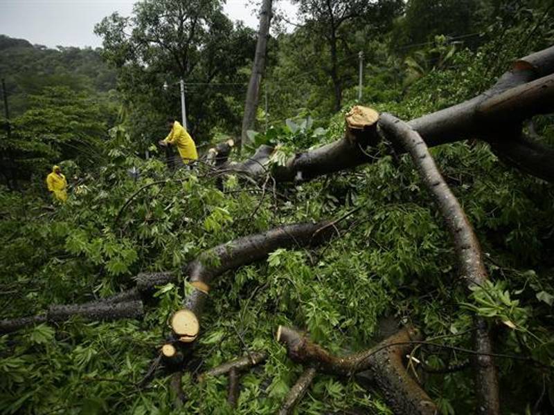 Funcionarios intentan retirar hoy un árbol derribado por el paso de la tormenta tropical Julia, en La Libertad (El Salvador).