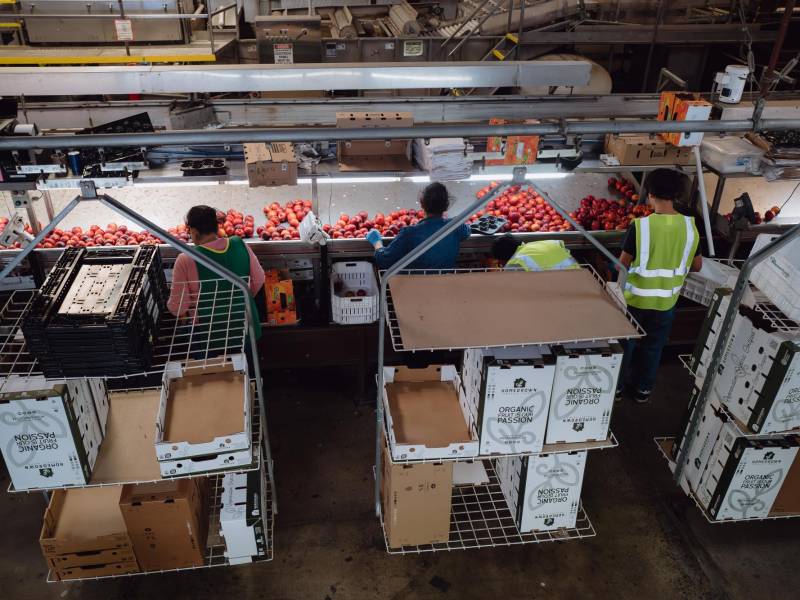 Trabajadores de una empresa empacadora inspeccionan fruta recién recolectada de campos del Valle Central.