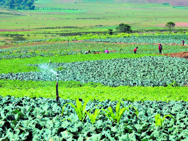 <b> Trabajadores agrícolas trabajan en una plantación de repollo.</b>