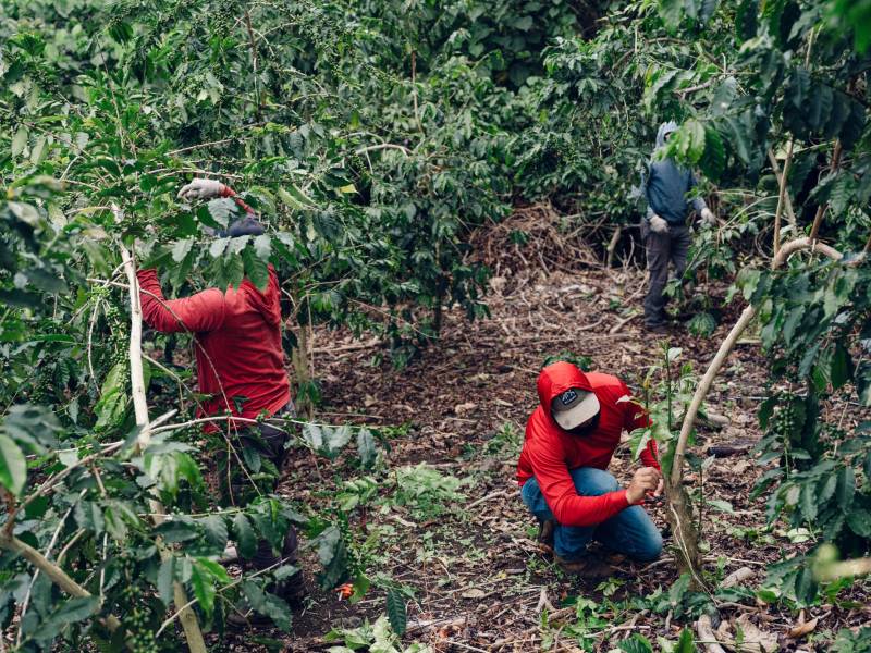 Las empresas agrícolas, como esta plantación de café en Hawai, a menudo dependen de inmigrantes.