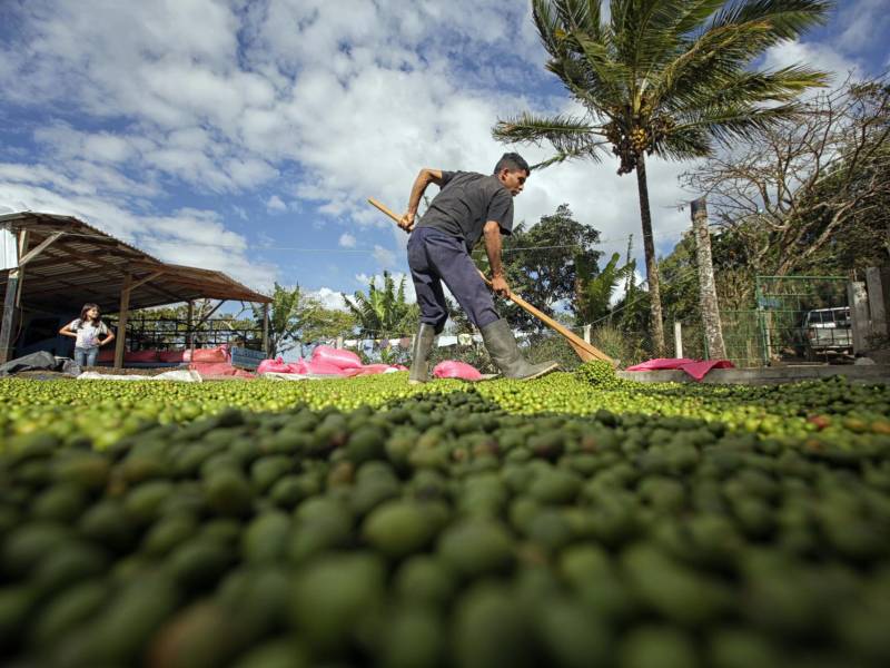 La actividad cafetalera está en manos de unos 100,000 productores, de los que 90,000 son pequeños, y el sector genera alrededor de un millón de empleos.