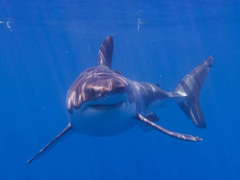 Más de 100 de las más de 370 especies de tiburones del mundo viven en aguas de Australia.