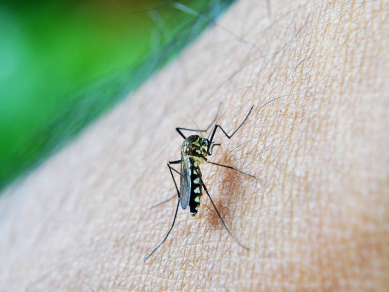 El Aedes aegypti, ​ más conocido como el mosquito del dengue.