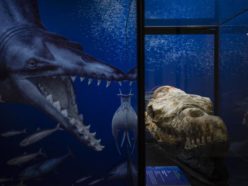 Los restos fósiles del cráneo de un Basilosaurio encontrados en Ocucaje, Perú, son exhibidos por paleontólogos en un museo en Lima, el 17 de marzo de 2022. (Foto de ERNESTO BENAVIDES / AFP)