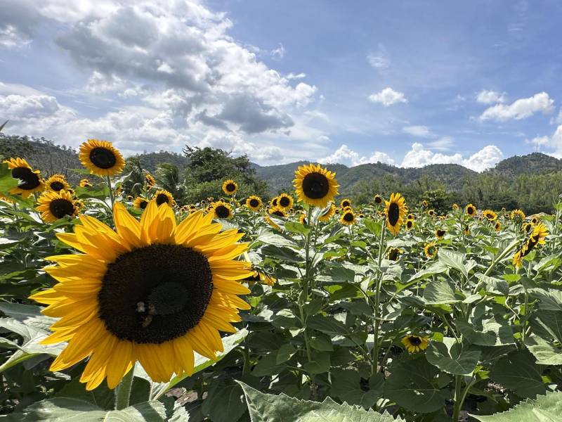 Fotografía que muestra el Paseo de los Girasoles de Copán Ruinas (Honduras). EFE/ Germán Reyes