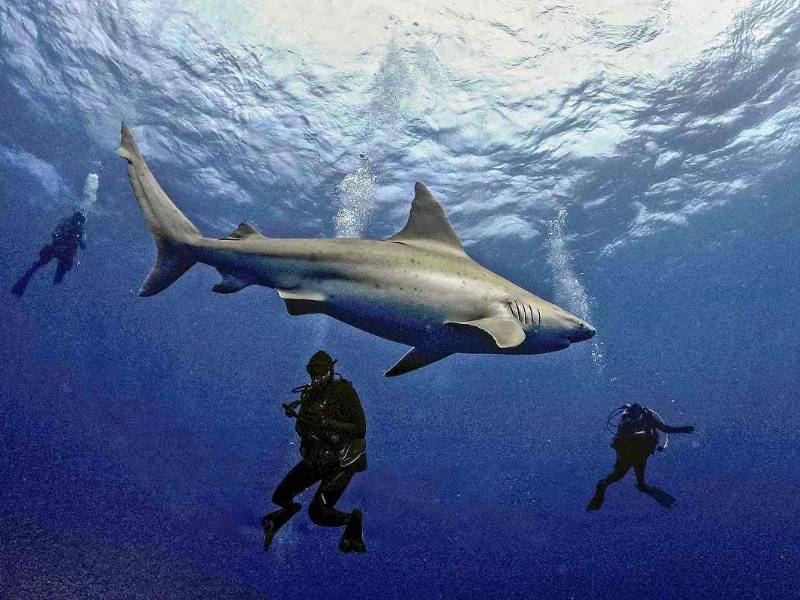 Al menos trece tiburones fueron intoxicados con cocaína en las playas de Río.