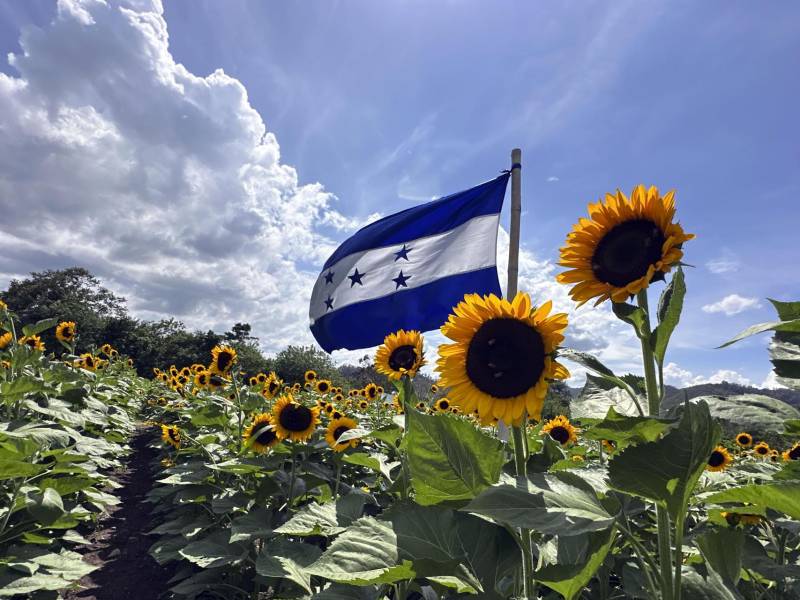 Otra fotografía que muestra el Paseo de los Girasoles de Copán Ruinas (Honduras). EFE/ Germán Reyes