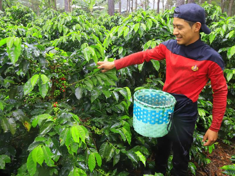 Milton Lemus es productor de café y muestra con orgullo sus cafetos bien cargados de granos que ya comenzaron a madurar. En el sur de Intibucá la cosecha empezará a finales de diciembre.