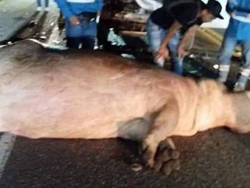 Los <b>hipopótamos </b>son impredecibles, en cualquier momento pueden atacar a una persona.