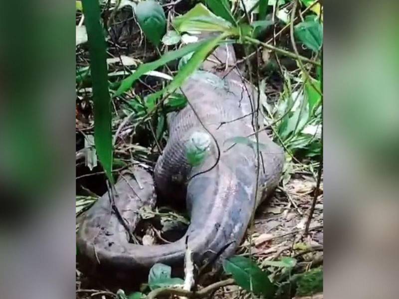 El inusual incidente se registró en una remota localidad de Indonesia.