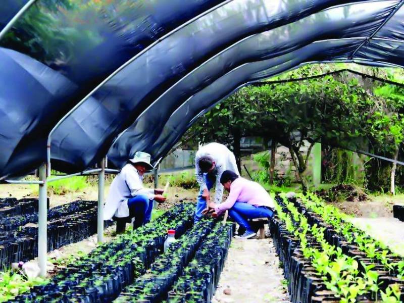 Se intervendrán unas 200 hectáreas dañadas por el fuego.