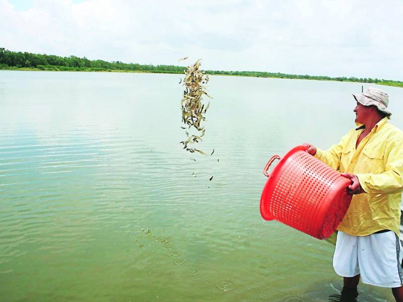 Se estima que hay alrededor de 420 proyectos de camarón cultivado, convirtiéndose en el rubro más importante en la zona sur por las divisas y empleos generados.