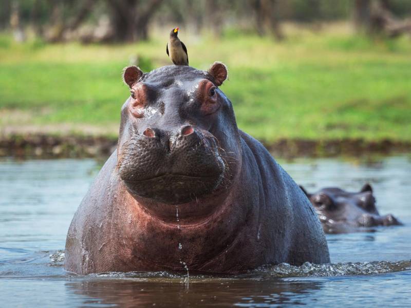 Fotografía sin fecha específica de toma cedida por el Ministerio de Ambiente y Desarrollo Sostenible de Colombia de un hipopótamo en una zona rural de Colombia.