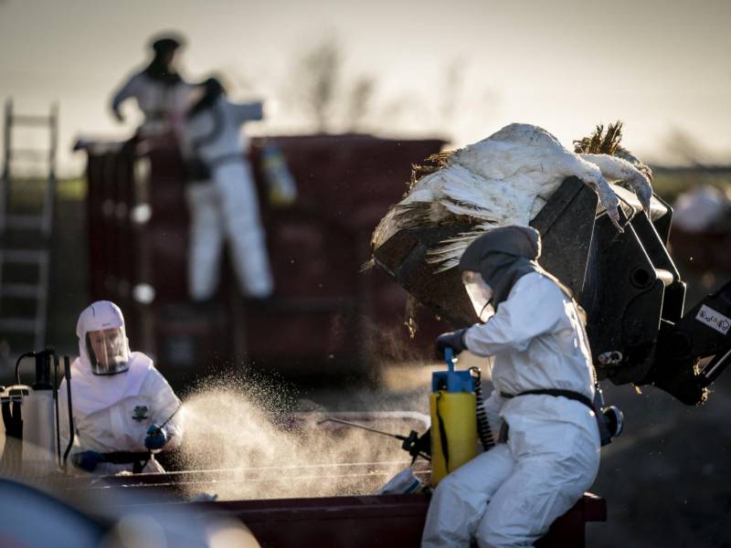 La transmisión de la gripe aviar de las aves a los seres humanos es poco común, dijeron autoridades sanitarias de Reino Unido.